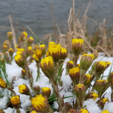Snowy coltsfoot