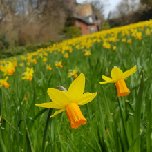 daffs