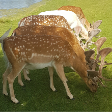 Formation feeding