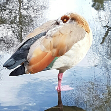 One eyed, one legged
